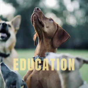 Faire promener votre chien - Dogwalker ou lui offrir des visites à domiciles quotidiennes -Petsitter avec une éducatrice canine, permettent d'approfondir son éducation.