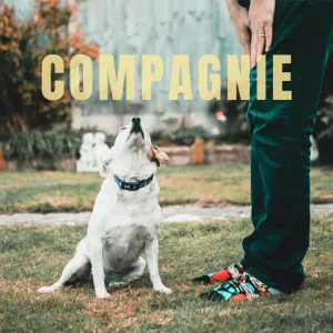 Rompre la solitude en l'absence de son humain, c'est chouette ! Promeneuse de chiens sur Rodez et Petsitter, la compagnie qu'il faut à votre chien en aveyron.