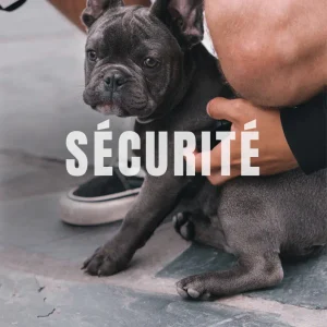 Promeneuse de chiens et petsitter sur Rodez et ses alentours, Ariacadabra veille au bien-être et à la sécurité de votre chien