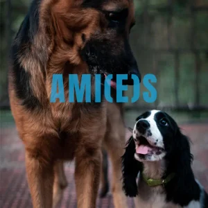 Les balades collectives éducatives, c'est super pour apprendre à rencontrer des chiens en apprenant les bons codes canins et avoir plein de copains et copines