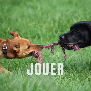 Le bol d'air des promenades collectives ou les visites d'une petsitter, permettent de se dépenser mentalement à travers des jeux variés.