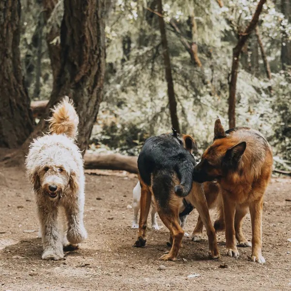 Offrez à votre chien des balades entre chiens près de Rodez ! Encadré par une éducatrice canine, vos chiens pourront se dépenser, jouer, communiquer et apprendre.
