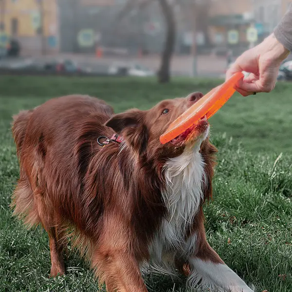En votre absence, confiez votre chien à une Petsitter doublé des compétences en éducation canine. Proche de Rodez, je viens rendre visite à votre chien pour du jeu, des soins et des balades.