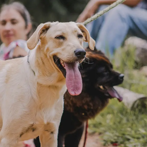 Balades éducatives en groupe pour que les chiens et leurs humains passent du bon temps et apprennent ensemble : sociabilité, communication, jeux, encadré par un éducateur canin